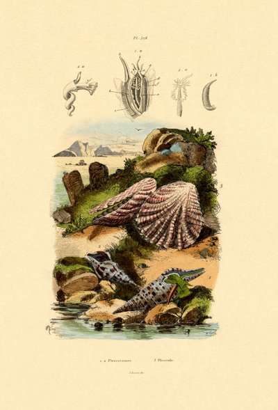 Slit Shells by French School